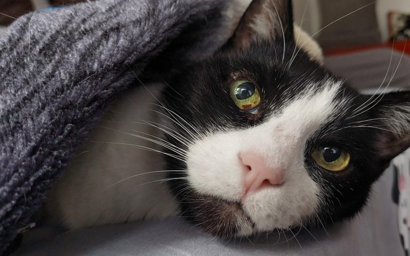 interviu-cum-incearca-stiinta-sa-ne-tina-pisicile-mai-multi-ani-langa-noi-–-echipa-romaneasca-de-la-the-cat-health-company