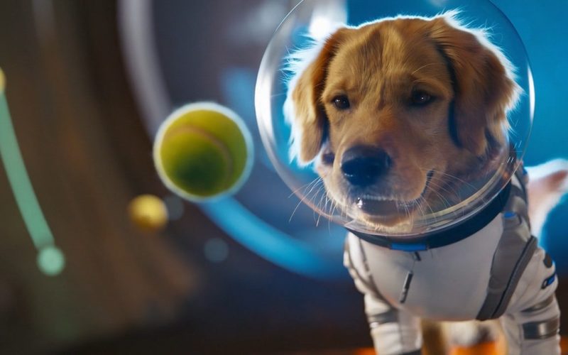 openai-extinde-sora:-aplicatia-ai-va-permite-aparitii-cameo-cu-animalele-de-companie-si-va-ajunge-in-curand-pe-android